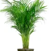 Areca in sierpot
