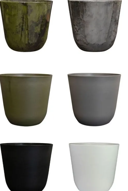 Areca in sierpot