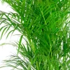 Areca palm in mand