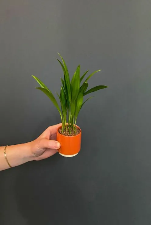 Areca - Stekje