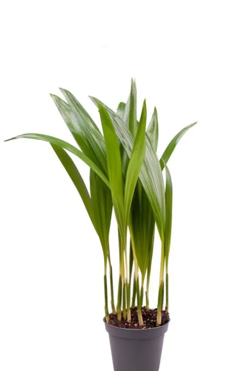 Areca - Stekje