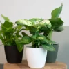 Artevasi San Remo Pot - wit