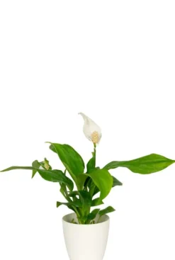 Artevasi San Remo Pot - wit