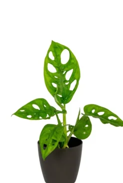 Artevasi San Remo Pot - zwart