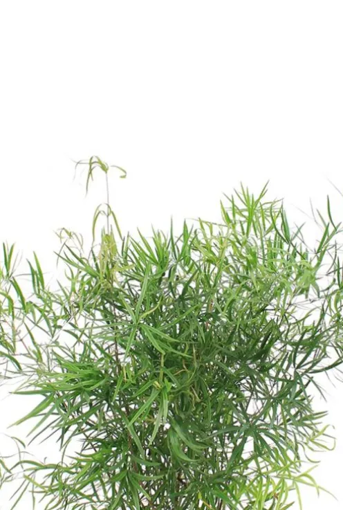 Asparagus falcatus - Sierasperge