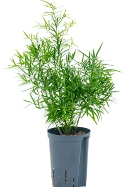 Asparagus falcatus - Sierasperge