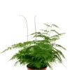 Asparagus plumoses - Sierasperge