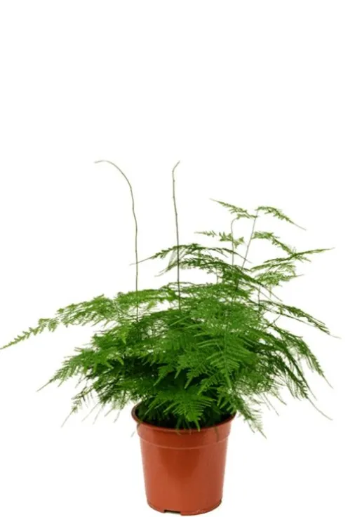 Asparagus plumoses - Sierasperge