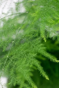 Asparagus plumoses - Sierasperge