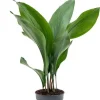 Aspidistra elatior - Kwartjesplant