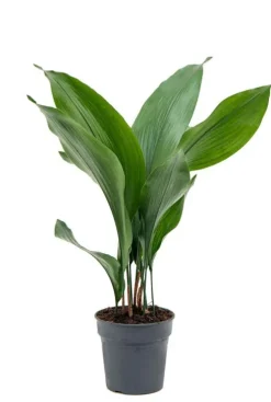 Aspidistra elatior - Kwartjesplant