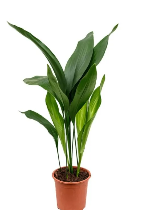 Aspidistra elatior - Kwartjesplant