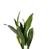 Aspidistra Eliator - Kwartjesplant