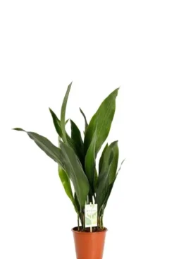 Aspidistra Eliator - Kwartjesplant