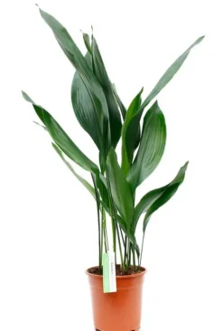 Aspidistra Eliator - Kwartjesplant