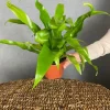 Asplenium antiquum - Streepvaren