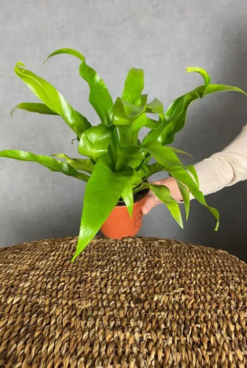 Asplenium antiquum - Streepvaren