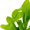 Asplenium Nidus - Stekje