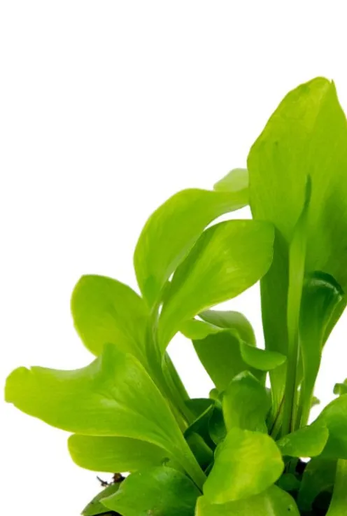 Asplenium Nidus - Stekje