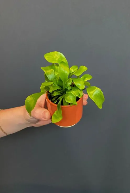 Asplenium Nidus - Stekje