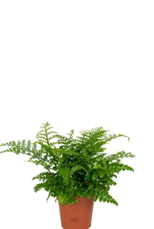 Asplenium Parvati - Streepvaren