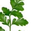 Asplenium parvati - Streepvaren
