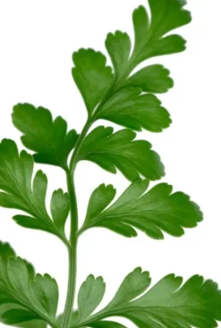 Asplenium parvati - Streepvaren