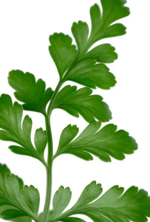 Asplenium parvati - Streepvaren