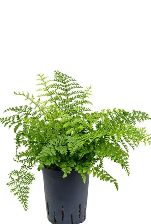 Asplenium parvati - Streepvaren