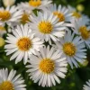 Aster dumosus Apollo - Herfstaster