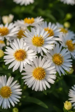 Aster dumosus Apollo - Herfstaster