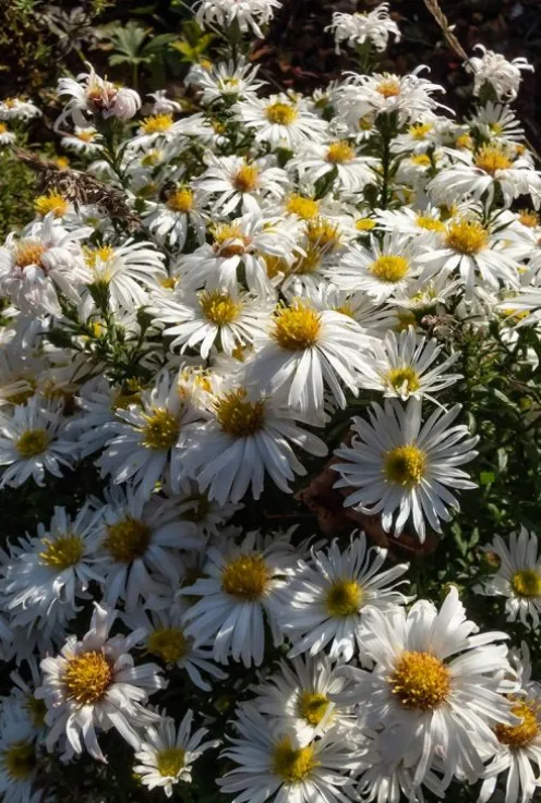 Aster dumosus Apollo - Herfstaster