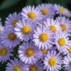 Aster dumosus Professor Anton Kippenberg - Herfstaster