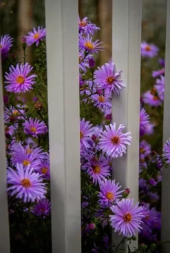 Aster dumosus Professor Anton Kippenberg - Herfstaster
