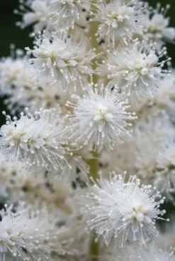 Astilbe arendsii Astary White - Pluimspirea