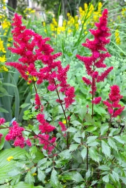 Astilbe arendsii Fanal - Pluimspirea