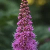 Astilbe chinensis Pumila - Pluimspirea