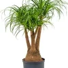 Beaucarnea recurvata - Olifantenpoot