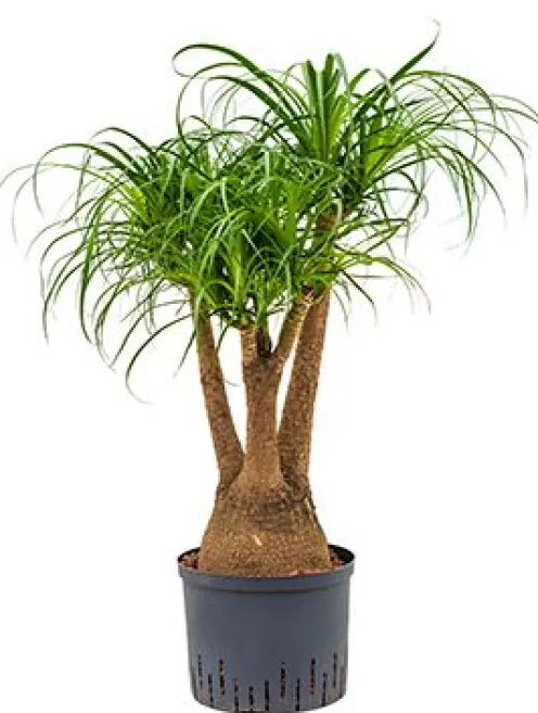 Beaucarnea recurvata - Olifantenpoot