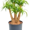 Beaucarnea recurvata - Olifantenpoot