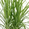 Beaucarnea recurvata - Olifantenpoot
