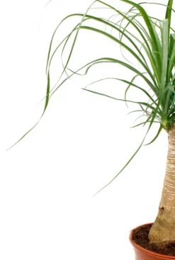 Beaucarnea recurvata - Olifantenpoot