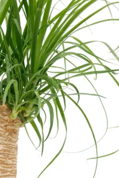 Beaucarnea recurvata - Olifantenpoot