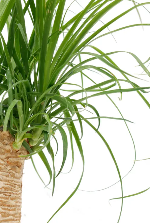 Beaucarnea recurvata - Olifantenpoot