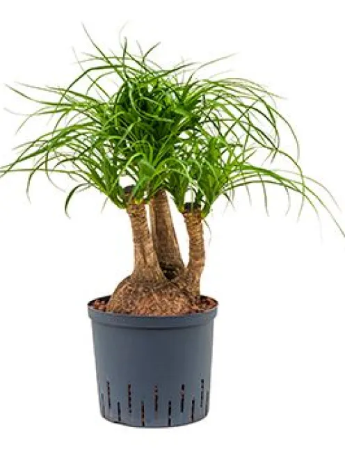 Beaucarnea recurvata - Olifantenpoot