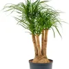 Beaucarnea recurvata - Olifantenpoot