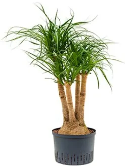 Beaucarnea recurvata - Olifantenpoot