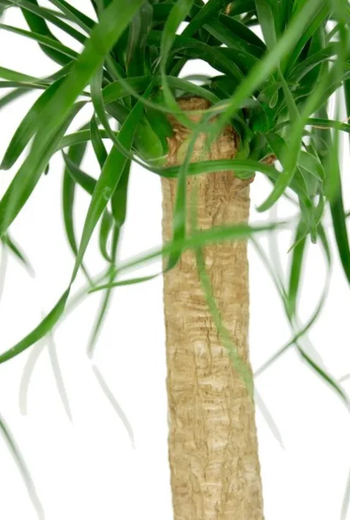 Beaucarnea Recurvata - Olifantenpoot