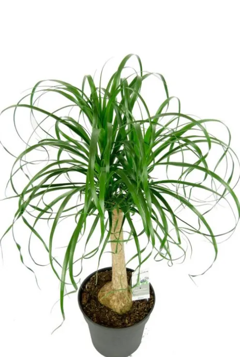 Beaucarnea Recurvata - Olifantenpoot