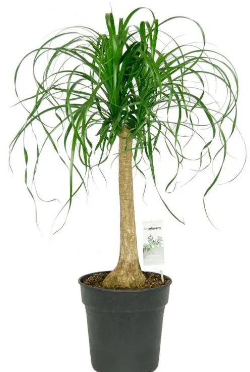Beaucarnea Recurvata - Olifantenpoot